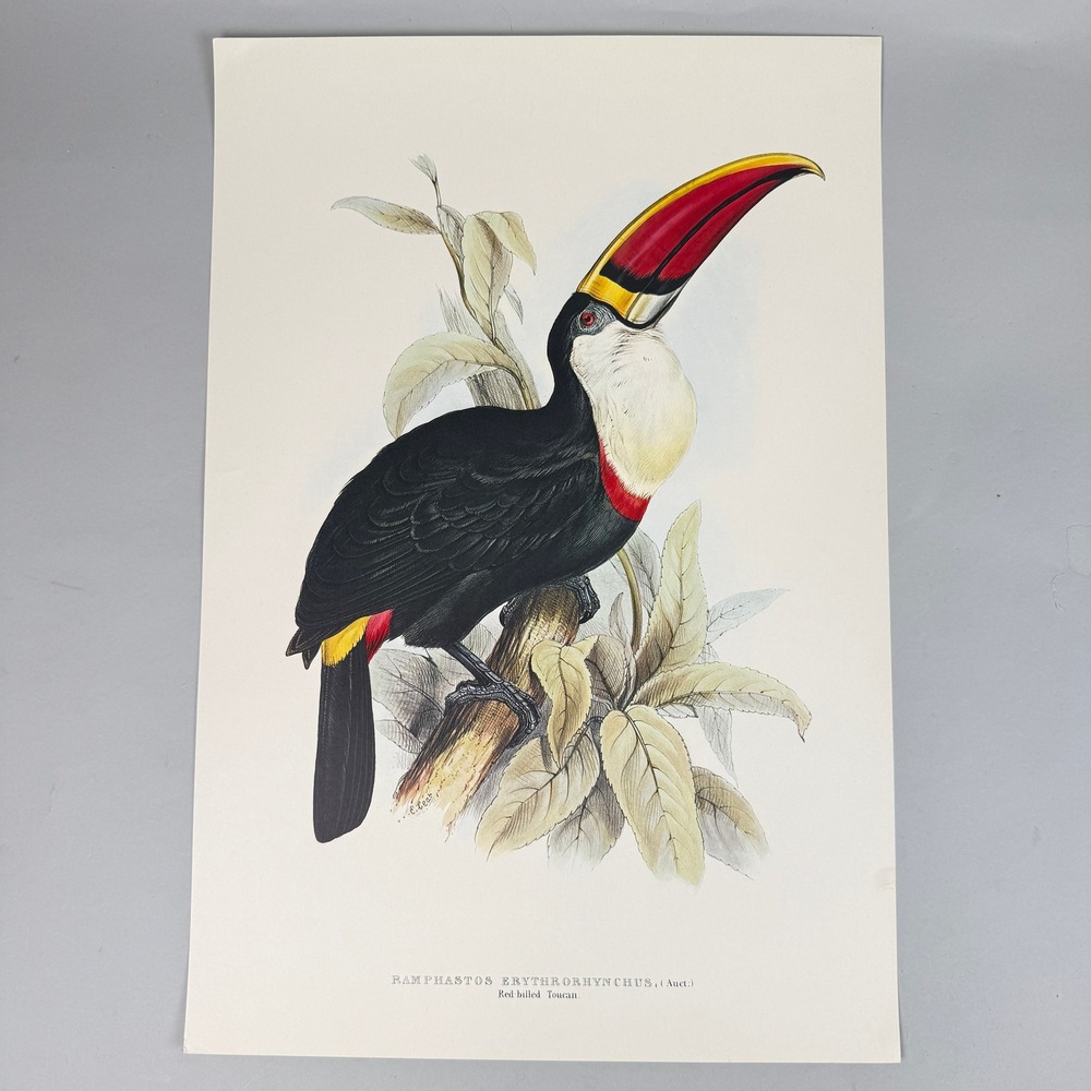 Red Billed Toucan Bird Print After Edward Lear Ramphastos Erythrorhynchus 22x15